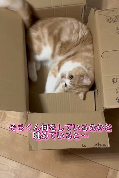 ダンボールの中にいるそらくん