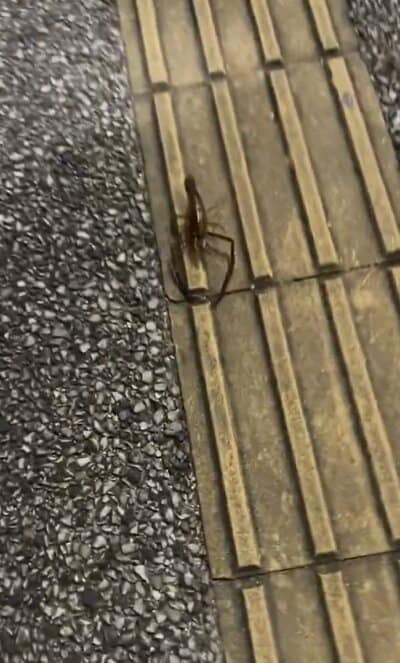 歩道を歩くテナガエビ