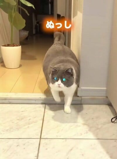 飼い主さんをお出迎えするまるちゃん