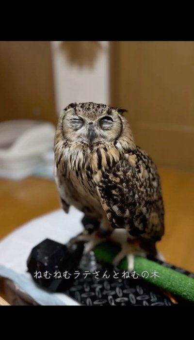 投稿動画のワンシーン