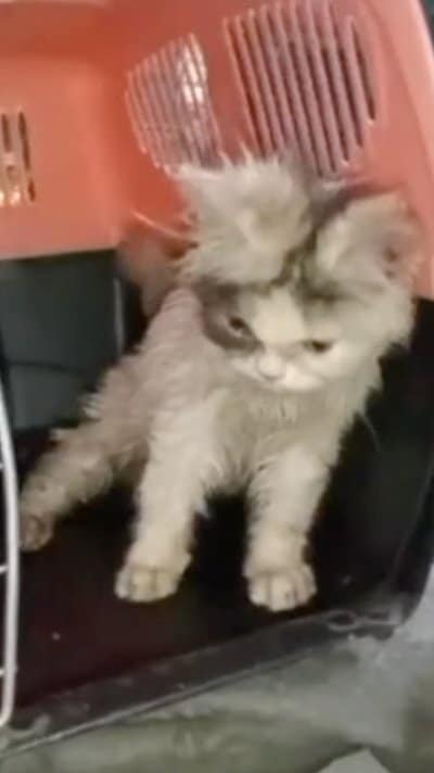 投稿の画像