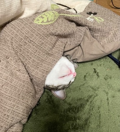 こたつを片付けられない理由
