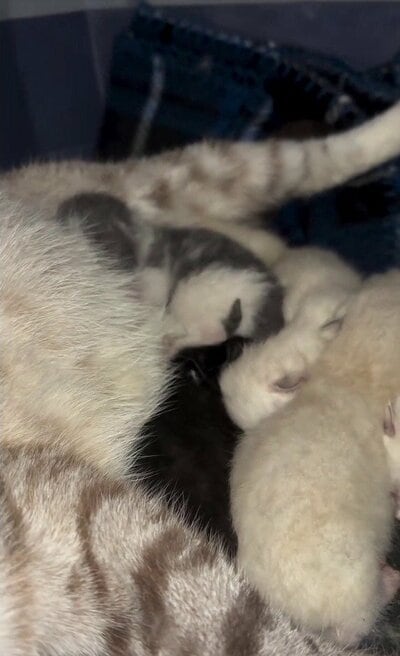 母猫のそばで身を寄せる子猫たち