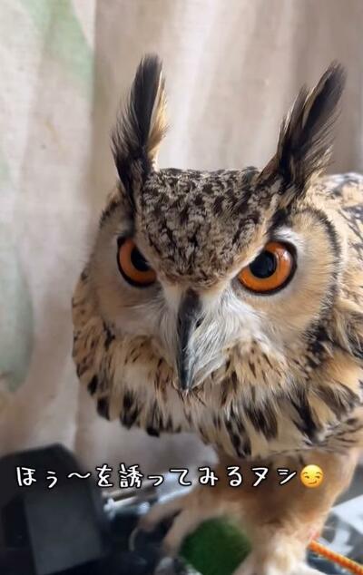 投稿動画のワンシーン