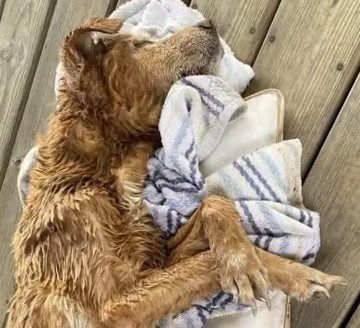 用水路で倒れていた犬を救助するも“癌で余命わずか”と診断 残された時間の“新たな家族”との暮らしに感動