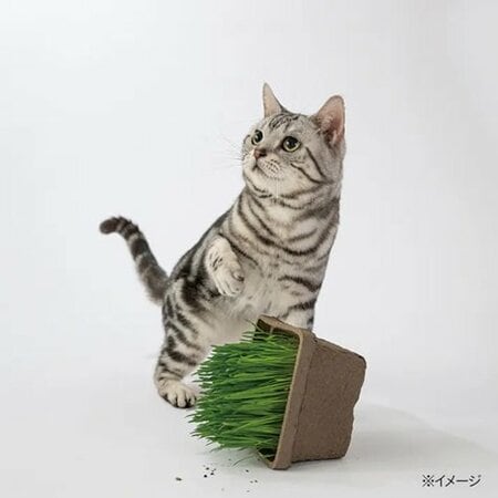 カインズ ペットグラス鉢カバー HAJIKU