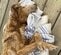 用水路で倒れていた犬を救助するも“癌で余命わずか”と診断 残された時間の“新たな家族”との暮らしに感動