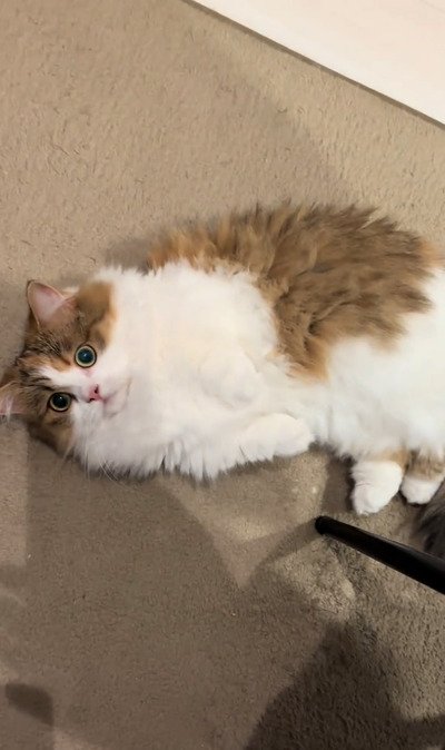 【撫でて！】飼い主さんにアピールする猫ちゃんが可愛すぎる…甘える様子から目が離せない