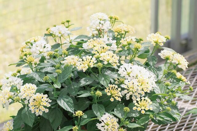植えどきは「これから」！真夏も咲き続ける〈暑さに強い夏の花〉3選。〈豪華な大輪〉や〈可愛い小花〉、爽やかな香りを楽しめます。