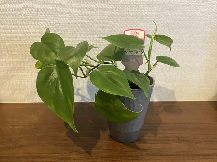 「匠ポット観葉植物（フィロデンドロン）」、税込み330円
