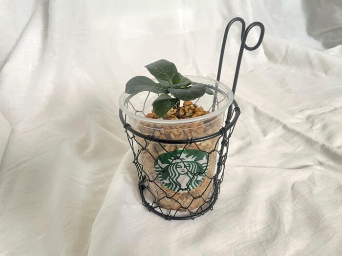 スタバのカップで育てている観葉植物を入れてみました