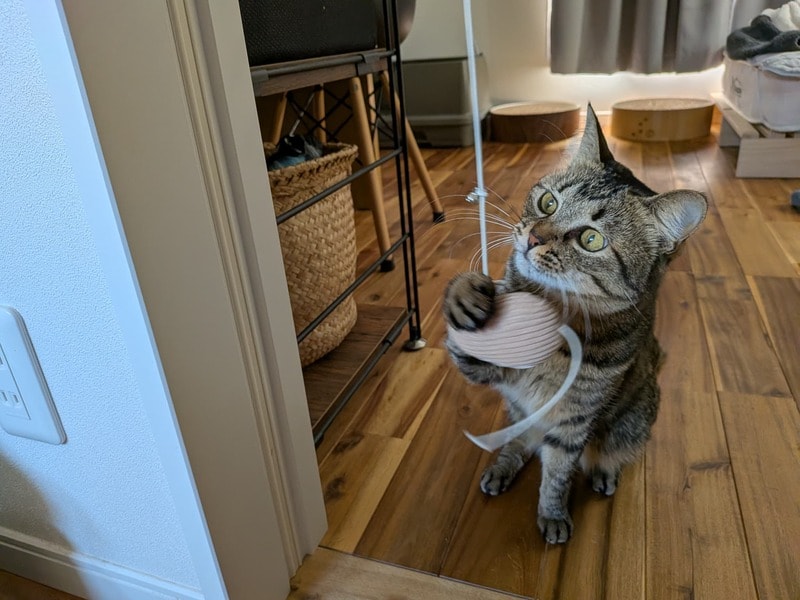 ダイソー　セルフ猫じゃらし（ねこ）