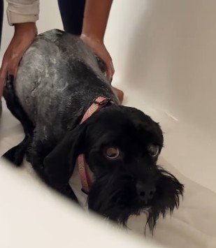 トラウマで家から一歩も出られない犬を保護 28日間根気強く寄り添った結果、恐怖を乗り越え外出できた物語に感動