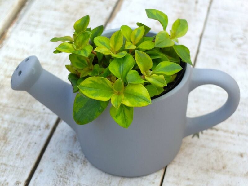 スタンダードプロダクツ、ジョウロにもできる植木鉢（10cm）筆者撮影写真