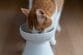猫の「ごちそうさまの合図」がワンピースのルフィすぎる…　有名技そっくりの状態に注目集まる