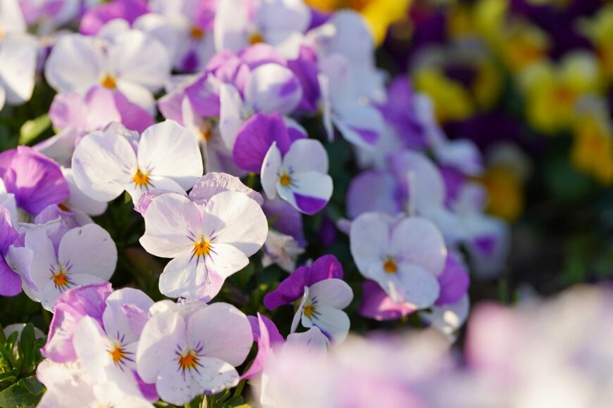 Koyama Akiko/istockphoto.com