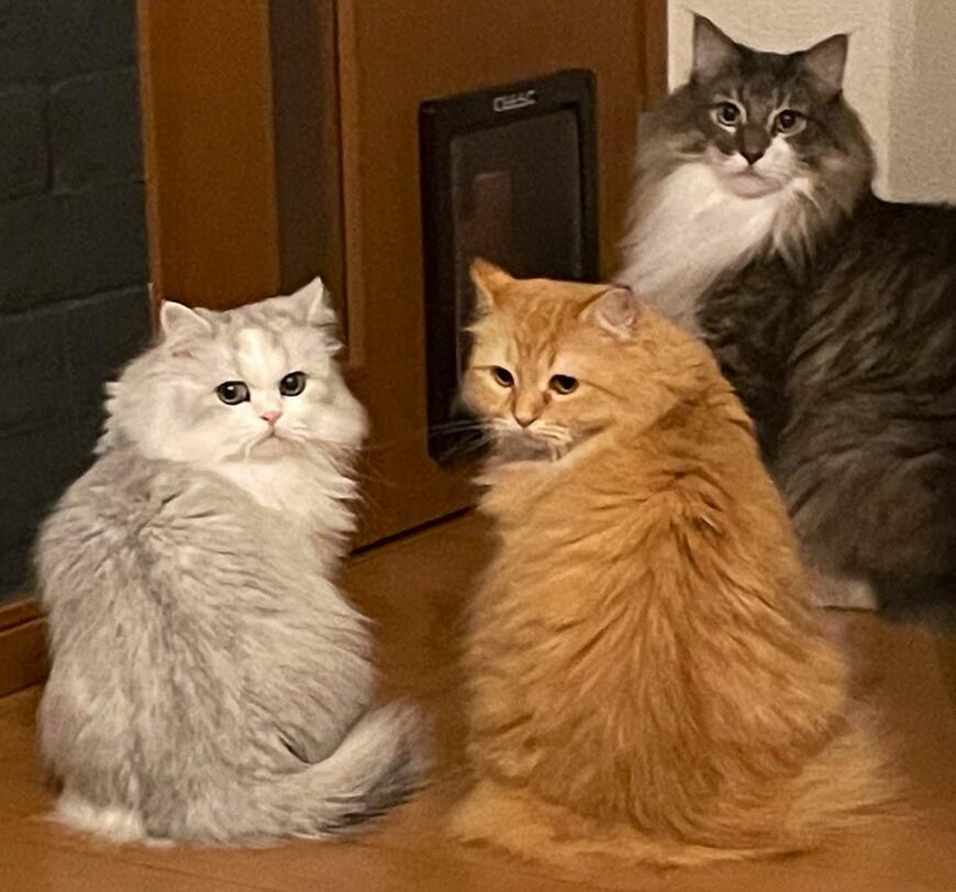 出所：@NEKOLAND13