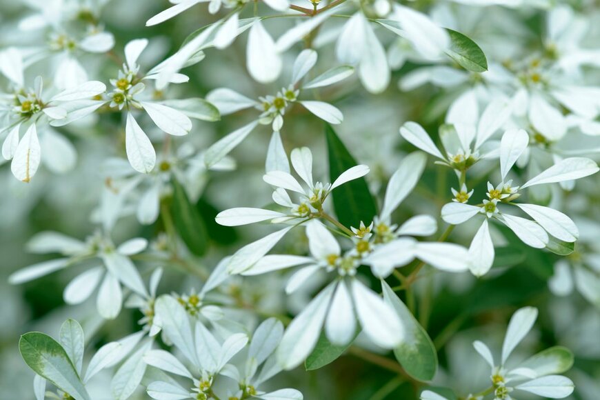 Jerry Lin/shutterstock.com