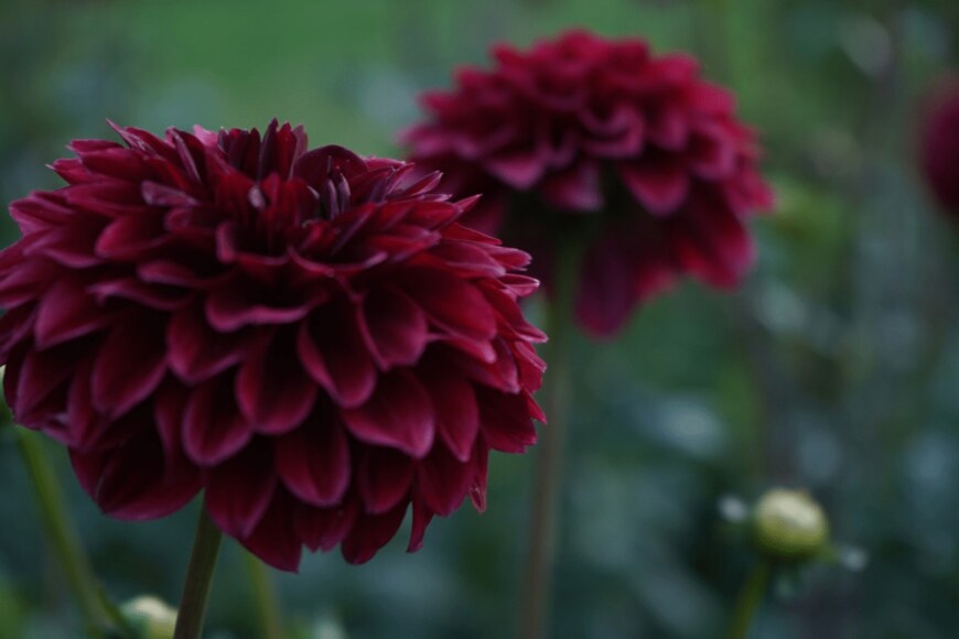 Tatyana/istockphoto.com