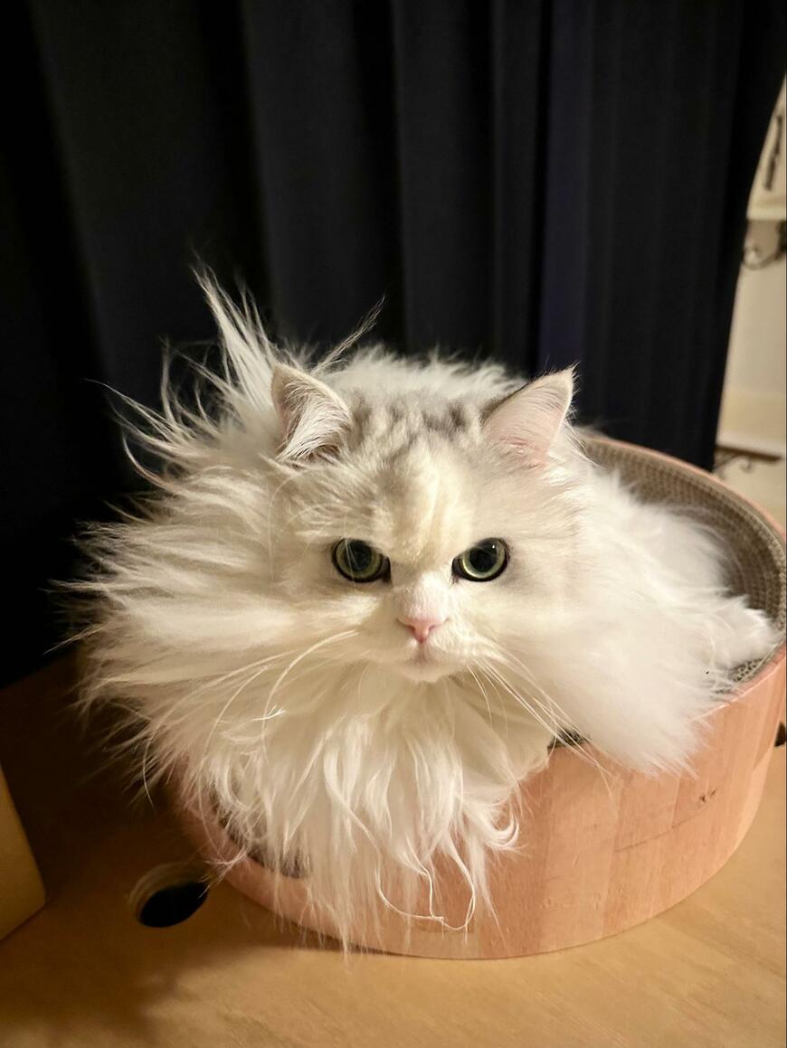 出所：@NEKOLAND13