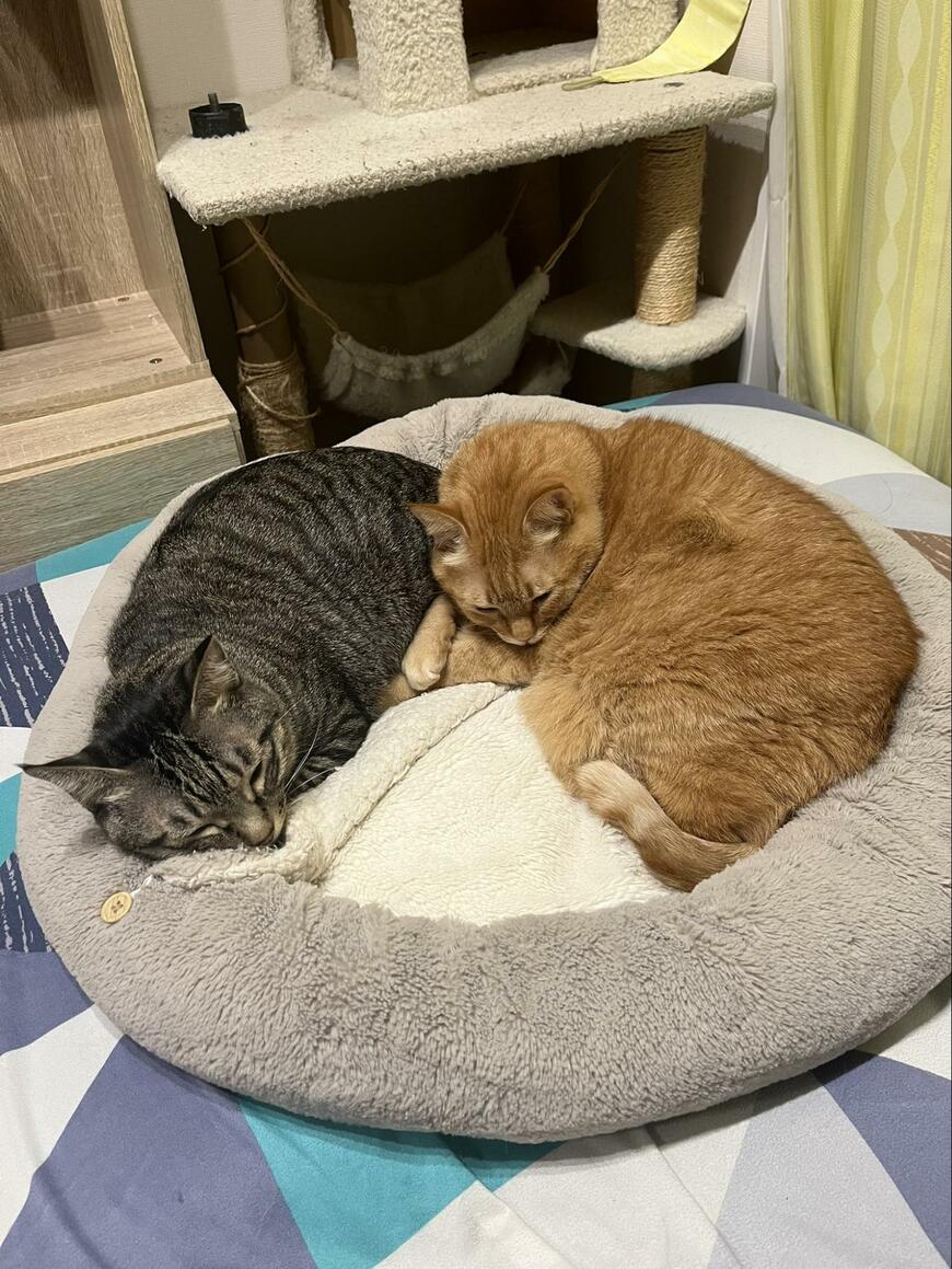 出所：@kagisuzu0531