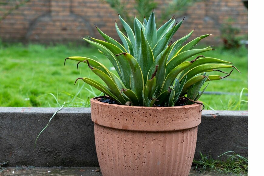 アガベ属　Bilal photos/istockphoto.com