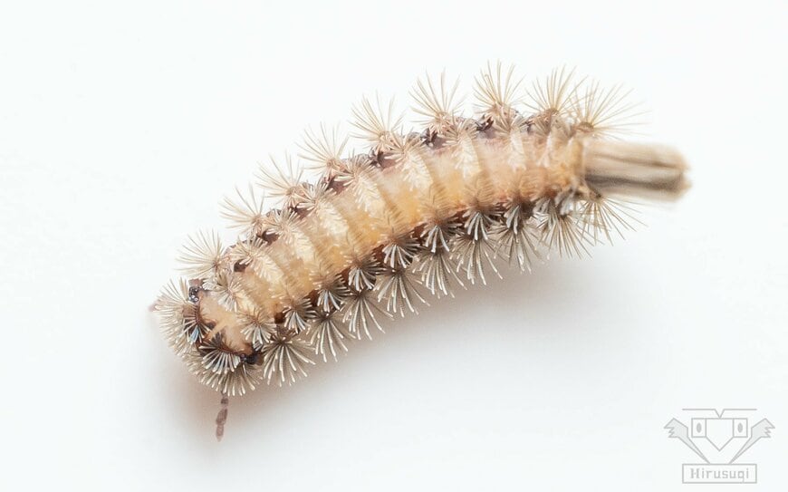 出所：@HirusugiOkita