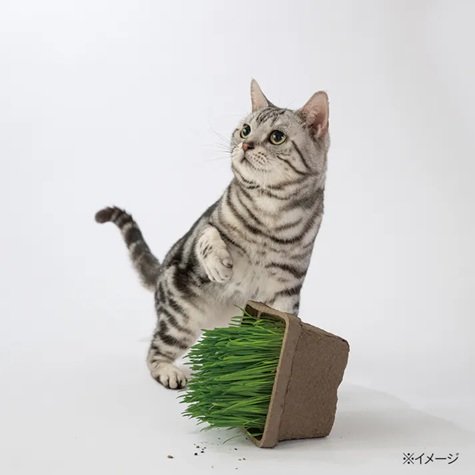 画像出所：カインズ公式オンラインショップ