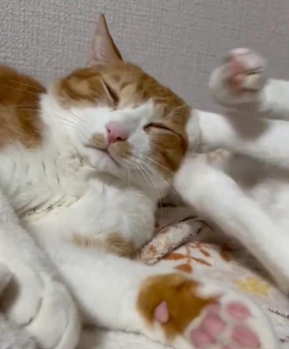 出所：@Neko2Obasan