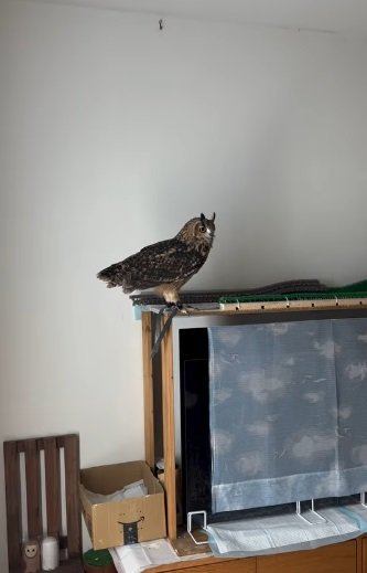 出所：@miracle_meg