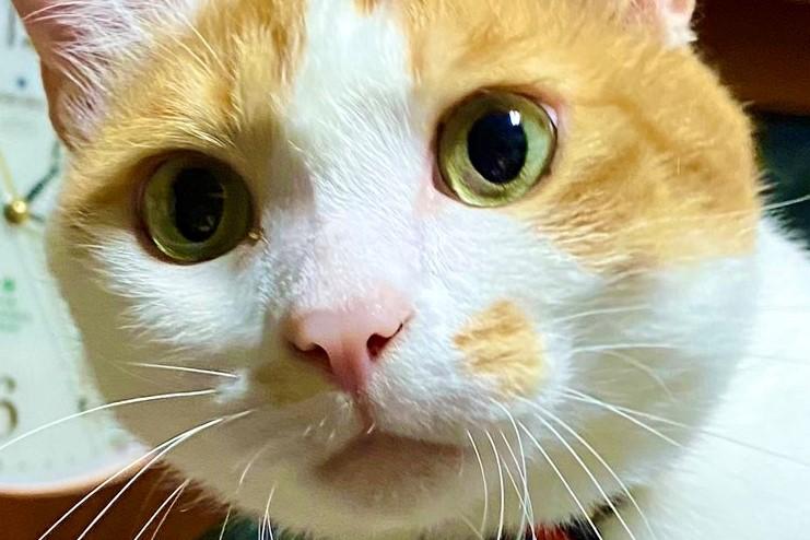 8年前、赤ちゃん猫を保護　時を共にした今の姿に幸せが溢れてる