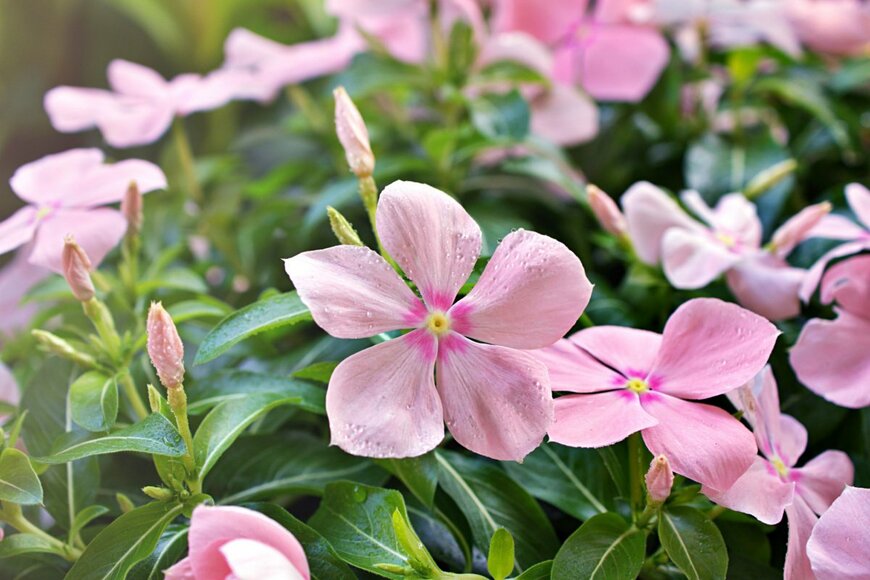 Little daisy/shutterstock.com