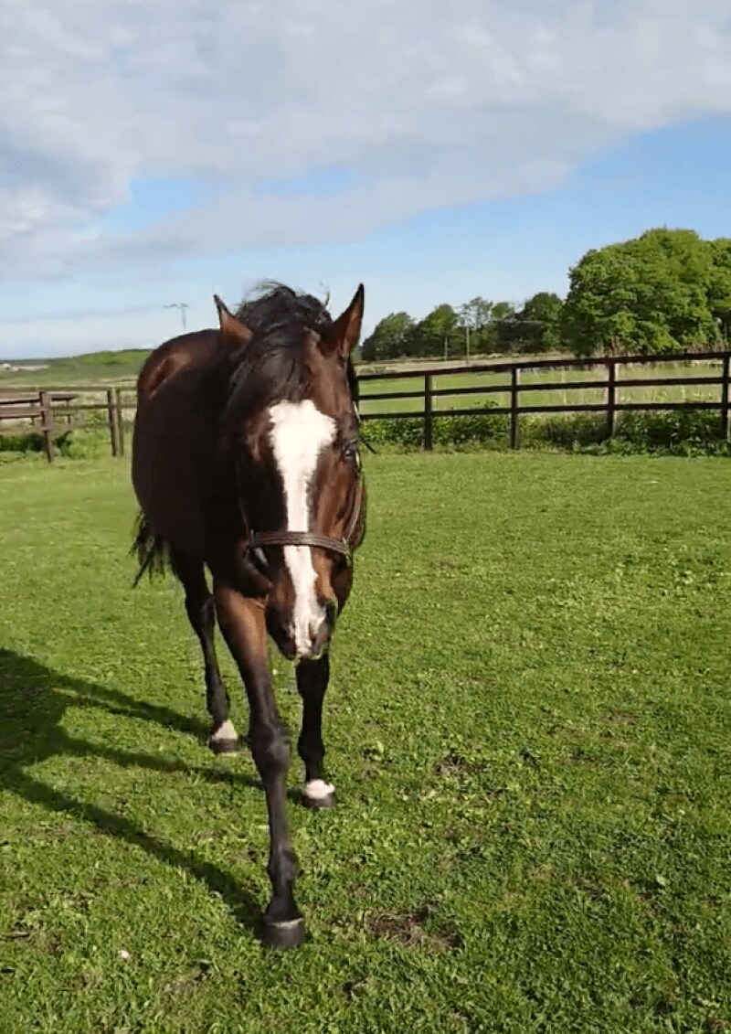 出所：Yogiboヴェルサイユリゾートファーム