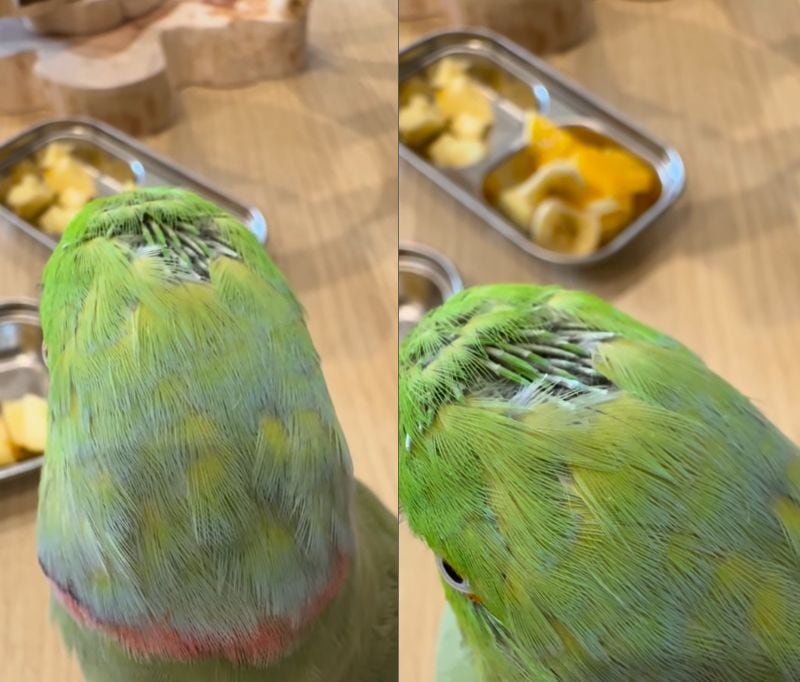 出所：@zundamame_cockatiel