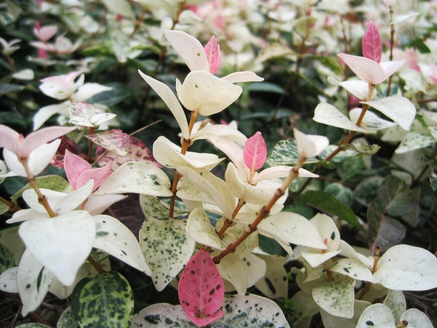 ハツユキカズラ（meikoKODAKA/istockphoto.com）