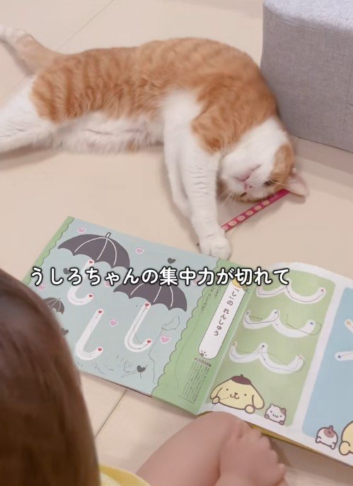 【3歳児に何された？】猫がくつろいでいたら→3歳児に遊ばれたシュールな姿に思わず二度見