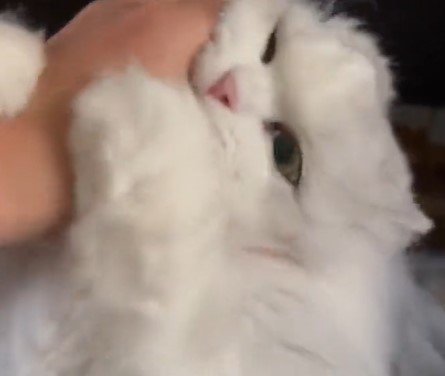 出所：@NEKOLAND13