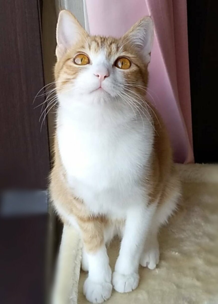 出所：@mero627puri914