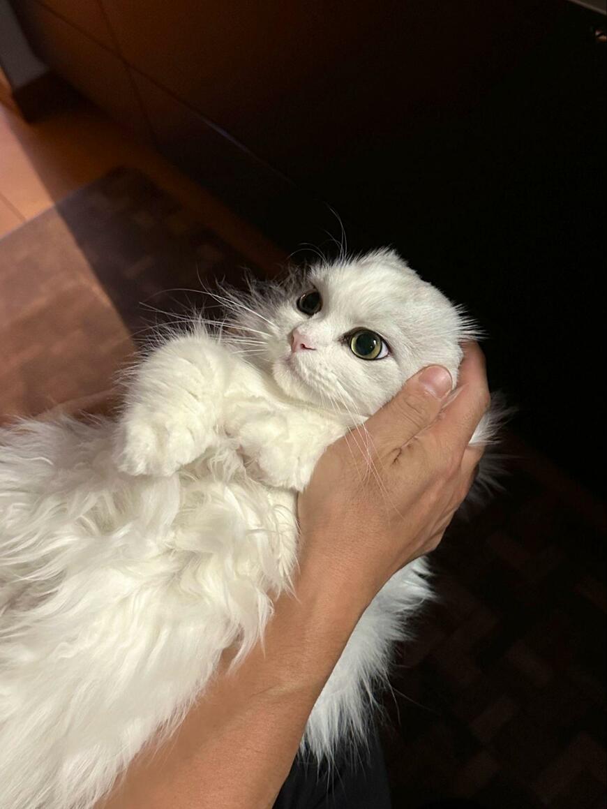 出所：@NEKOLAND13