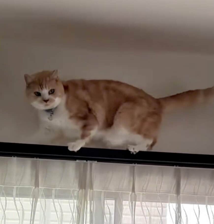 「どんくさい代表」意外な場所に乗った猫の末路は…まさかの展開に思わず笑ってしまう