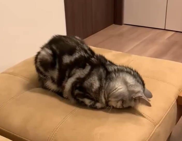 お気に入りの場所で眠る猫…「セルフハグしてる」姿が癒される