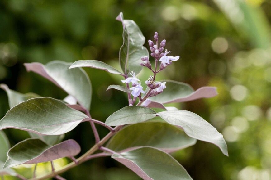 wasanajai/shutterstock.com