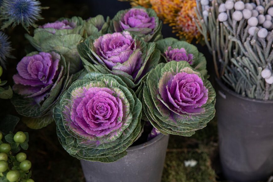 Victoria Kurylo/shutterstock.com