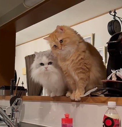 出所：@NEKOLAND13