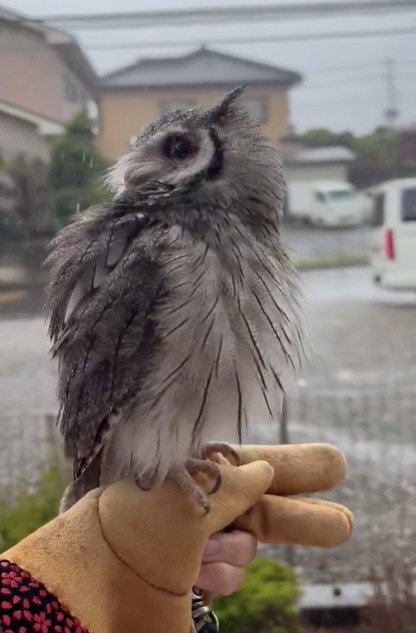 出所：@purinon2929k