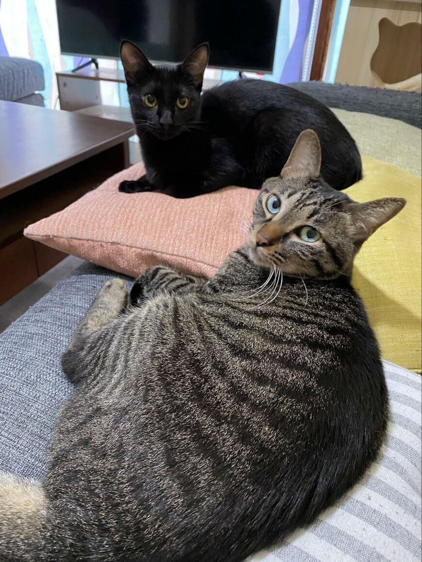 出所：@00shitemita