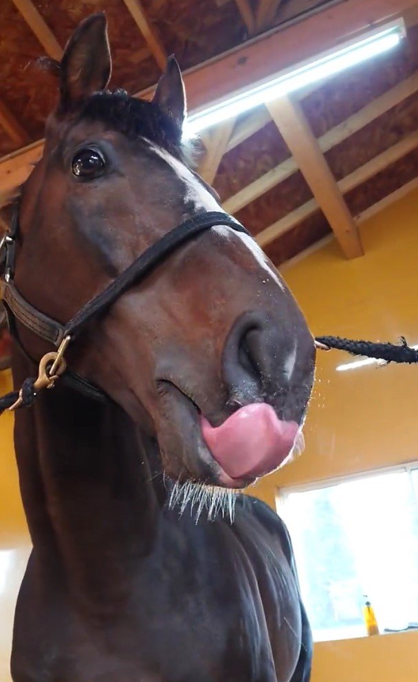 出所：Yogiboヴェルサイユリゾートファーム