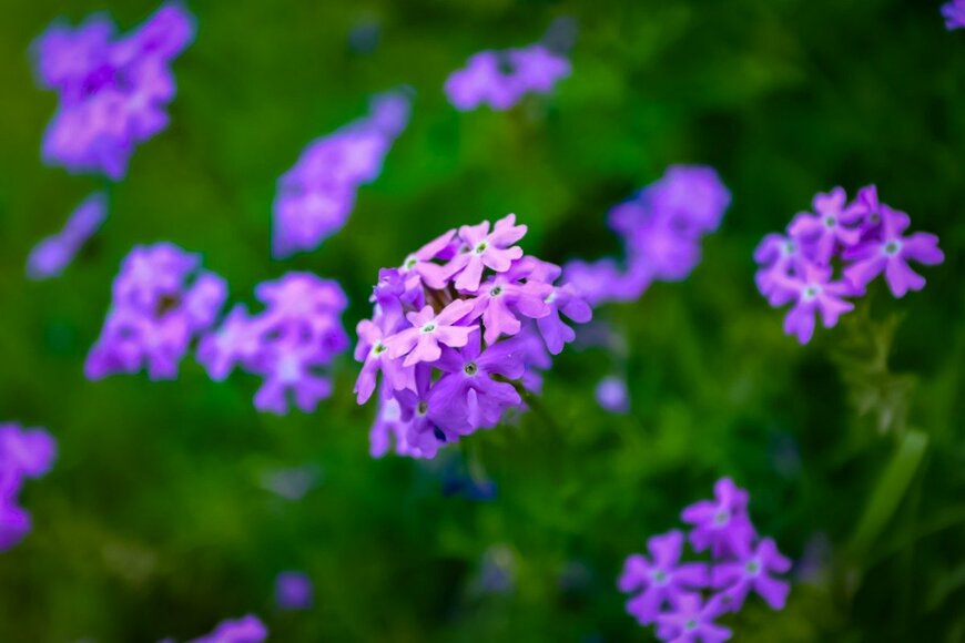 Dede Hemin Muhaemin/istockphoto.com