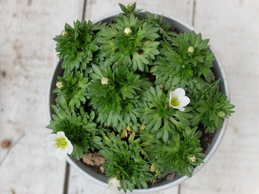 筆者撮影／ダイソー、植木鉢（円形）4号、12cm