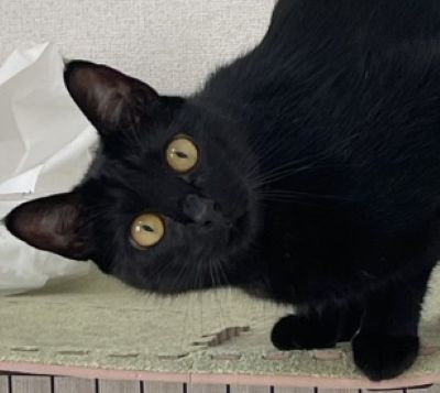 出所：＠Teagle_Noir